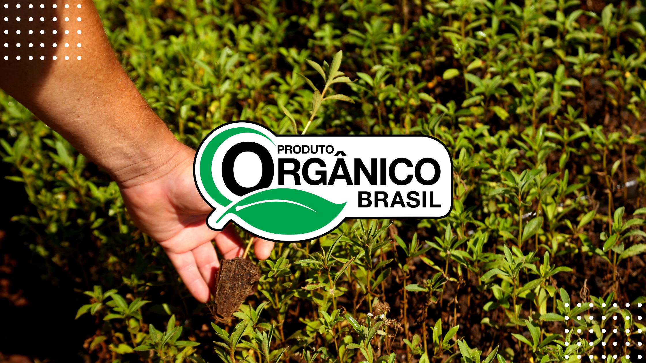 <strong>Benefícios de consumir produtos orgânicos</strong>   